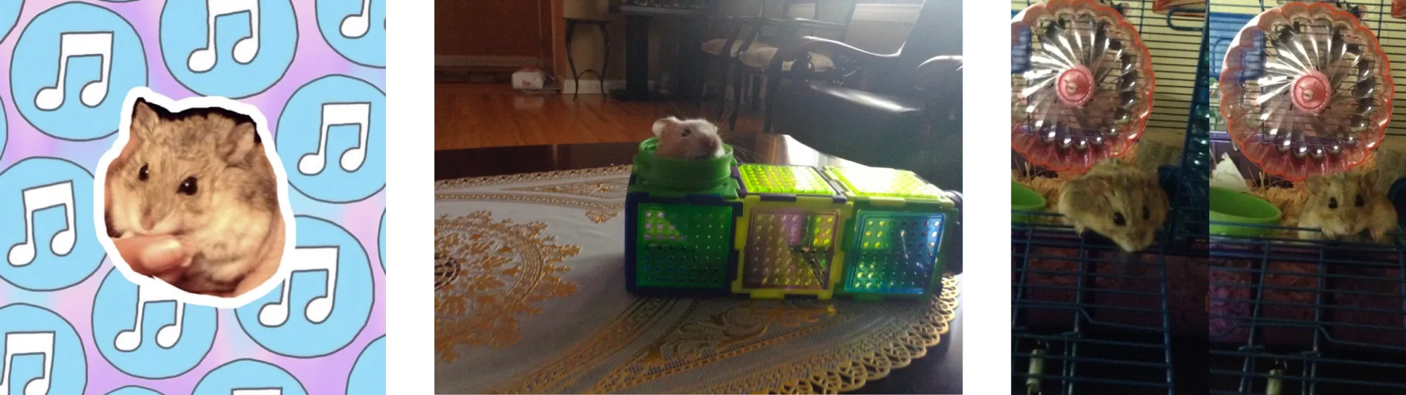4 pictures of Mathurah's adorable hamsters, including one on a card, one playing with toys, and two of them climbing a cage side-by-side.