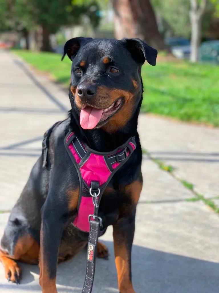 Joe's black and brown Rottweiler named Roxy, with her tongue sticking out and wearing a pink harness